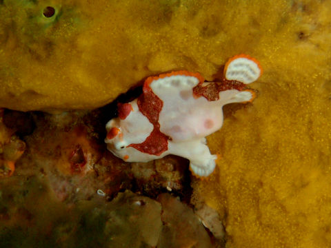 �ɓ������ʐ^�@�N���b�N�ő傫���Ȃ�܂�