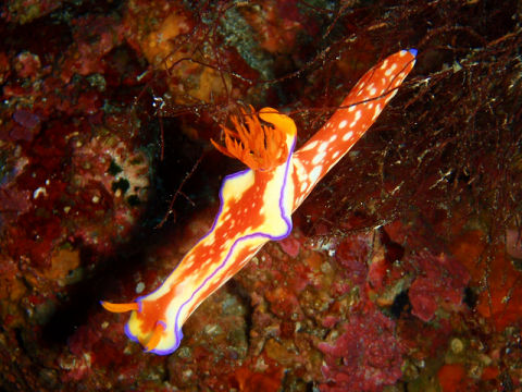 �ɓ������ʐ^�@�N���b�N�ő傫���Ȃ�܂�