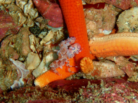 �ɓ������ʐ^�@�N���b�N�ő傫���Ȃ�܂�