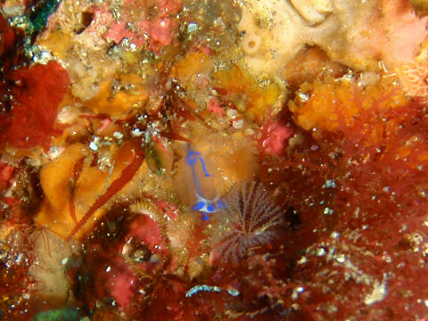 �ɓ������ʐ^�@�N���b�N�ő傫���Ȃ�܂�