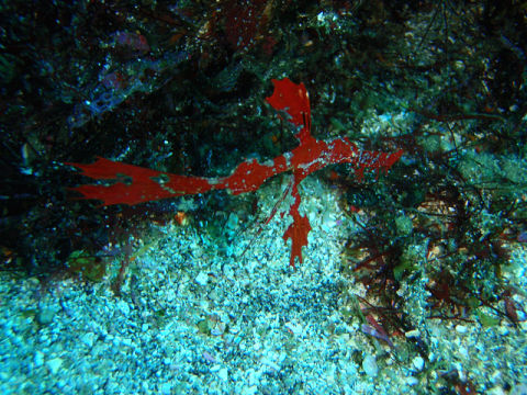 �ɓ������ʐ^�@�N���b�N�ő傫���Ȃ�܂�