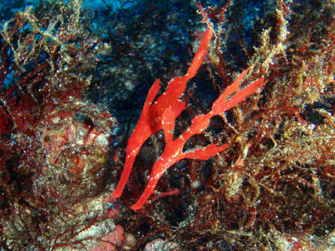 �ɓ������ʐ^�@�N���b�N�ő傫���Ȃ�܂�