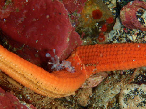 �ɓ������ʐ^�@�N���b�N�ő傫���Ȃ�܂�