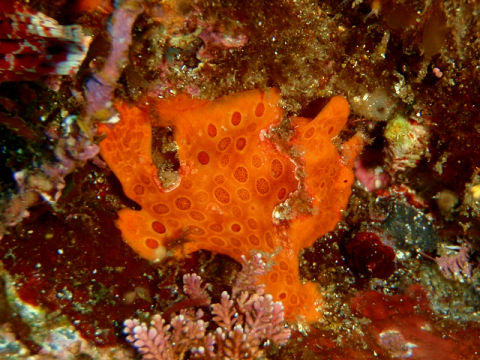 �ɓ������ʐ^�@�N���b�N�ő傫���Ȃ�܂�