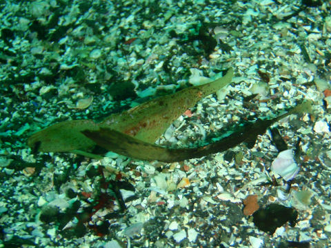 �ɓ������ʐ^�@�N���b�N�ő傫���Ȃ�܂�