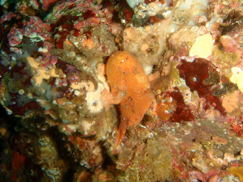 �ɓ������ʐ^�@�N���b�N�ő傫���Ȃ�܂�