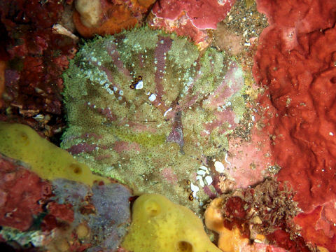 �ɓ������ʐ^�@�N���b�N�ő傫���Ȃ�܂�