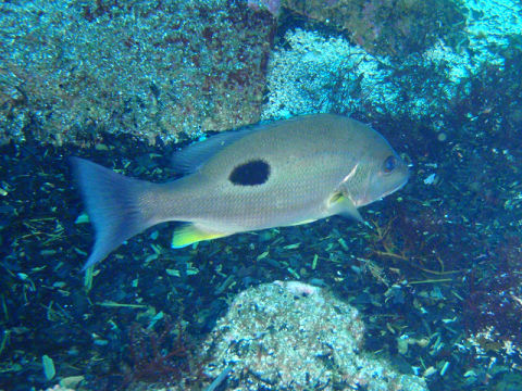 �ɓ������ʐ^�@�N���b�N�ő傫���Ȃ�܂�