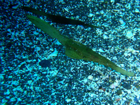 �ɓ������ʐ^�@�N���b�N�ő傫���Ȃ�܂�