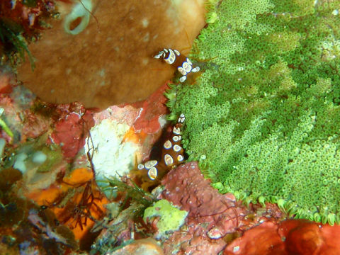 �ɓ������ʐ^�@�N���b�N�ő傫���Ȃ�܂�