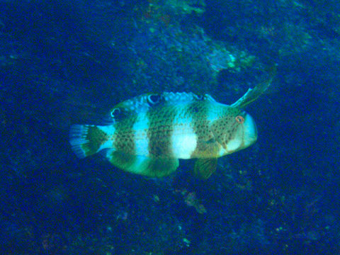 �ɓ������ʐ^�@�N���b�N�ő傫���Ȃ�܂�