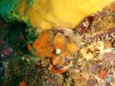 �ɓ������ʐ^�@�N���b�N�ő傫���Ȃ�܂�