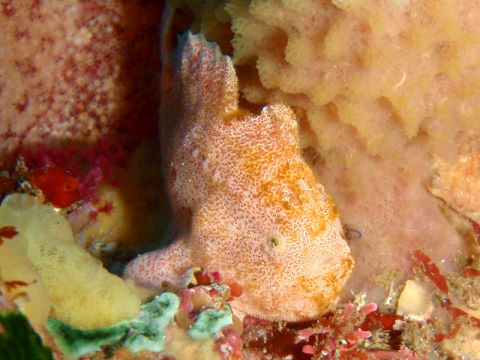 �ɓ������ʐ^�@�N���b�N�ő傫���Ȃ�܂�