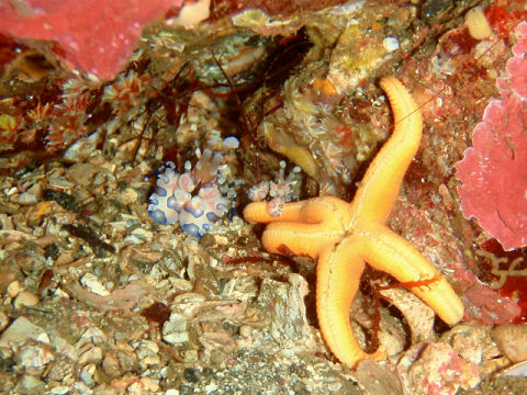 �ɓ������ʐ^�@�N���b�N�ő傫���Ȃ�܂�