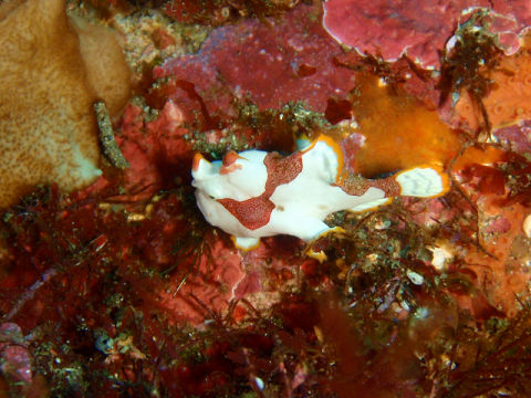 �ɓ������ʐ^�@�N���b�N�ő傫���Ȃ�܂�