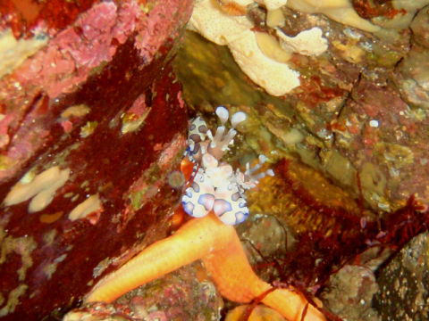 �ɓ������ʐ^�@�N���b�N�ő傫���Ȃ�܂�