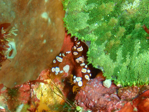 �ɓ������ʐ^�@�N���b�N�ő傫���Ȃ�܂�