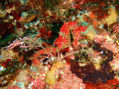 �ɓ������ʐ^�@�N���b�N�ő傫���Ȃ�܂�