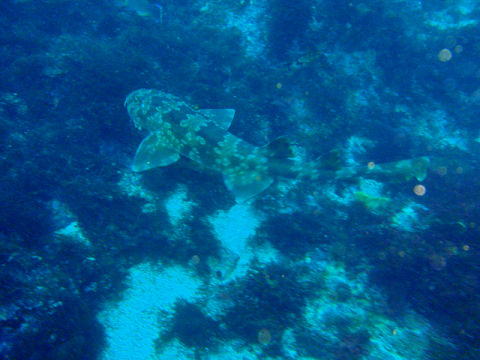 �ɓ������ʐ^�@�N���b�N�ő傫���Ȃ�܂�