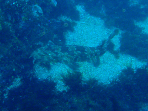 �ɓ������ʐ^�@�N���b�N�ő傫���Ȃ�܂�