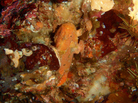 �ɓ������ʐ^�@�N���b�N�ő傫���Ȃ�܂�