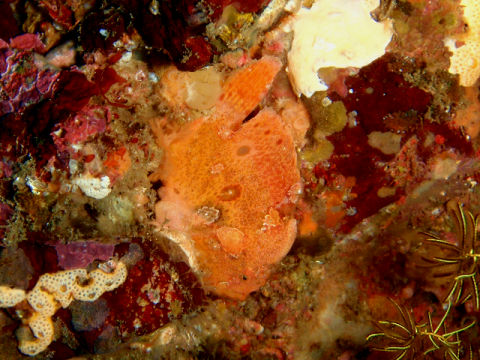 �ɓ������ʐ^�@�N���b�N�ő傫���Ȃ�܂�