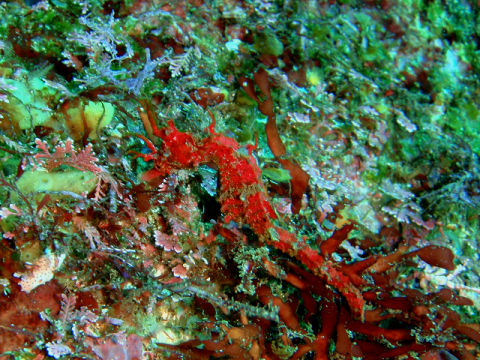 �ɓ������ʐ^�@�N���b�N�ő傫���Ȃ�܂�