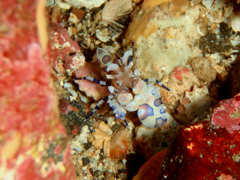 �ɓ������ʐ^�@�N���b�N�ő傫���Ȃ�܂�