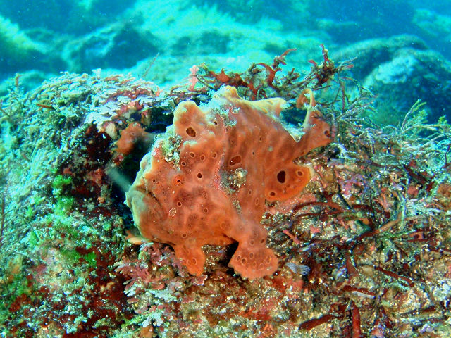 �ɓ��̐����ʐ^