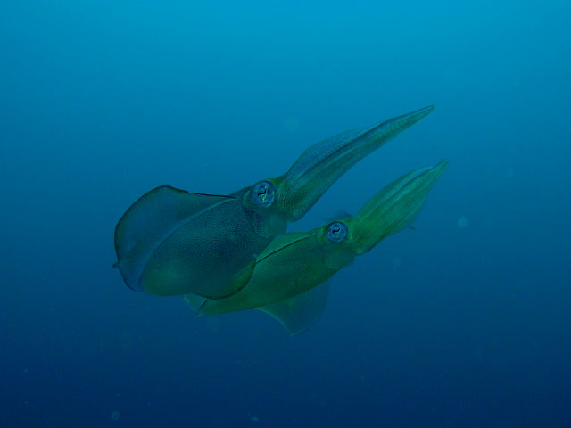 �_�C�r���O�@�x��