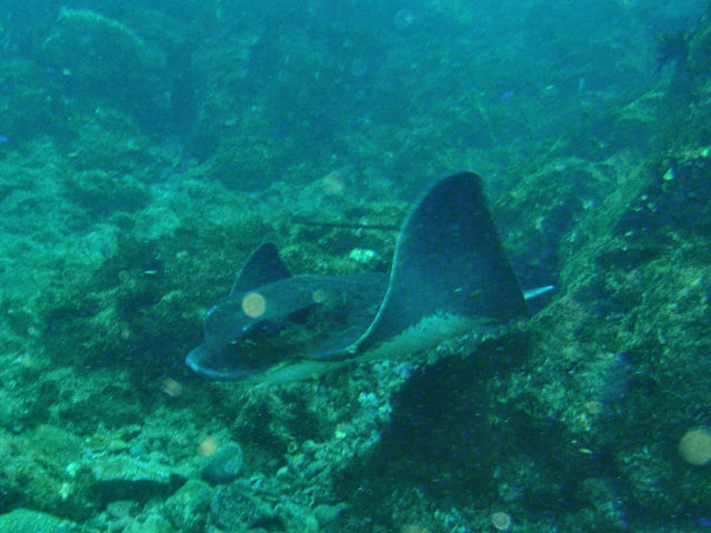 �ɓ��̐����ʐ^