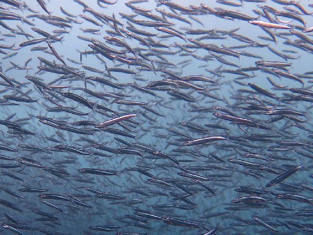 �ɓ������ʐ^�@