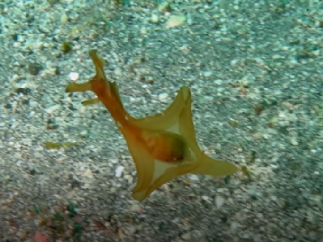 �ɓ������ʐ^