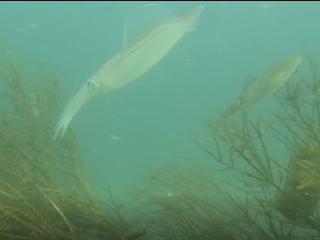 �ɓ������ʐ^