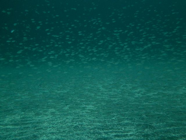 �ɓ������ʐ^