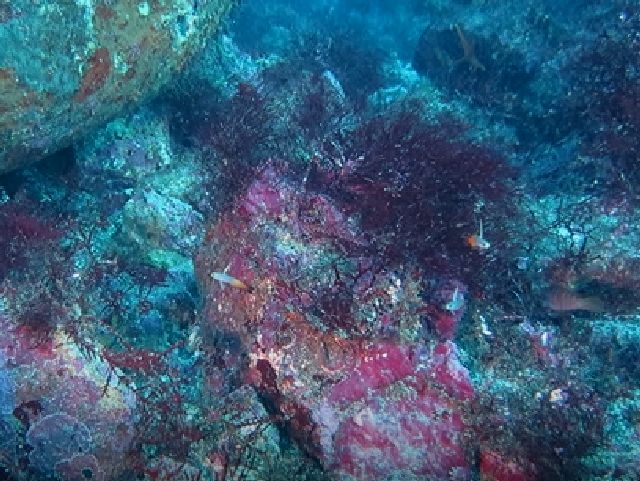 �ɓ������ʐ^