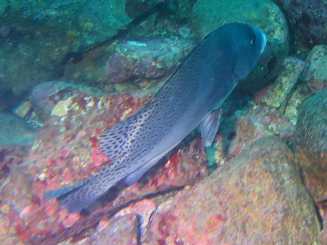 �ɓ������ʐ^