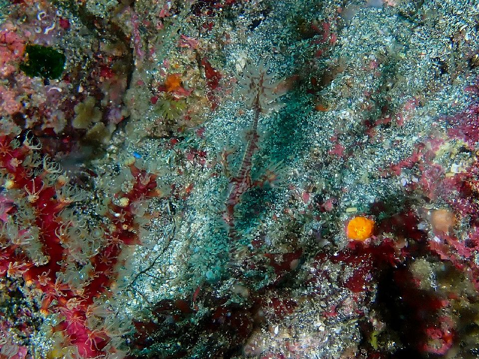 �ɓ��C�m����