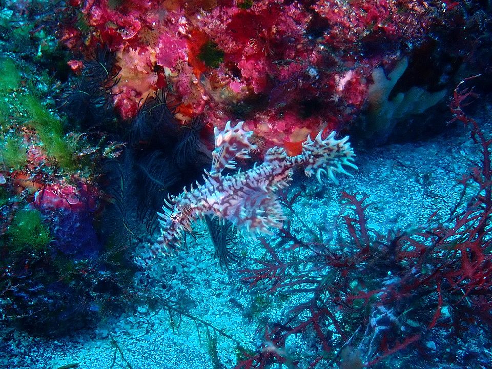 �ɓ��C�m����