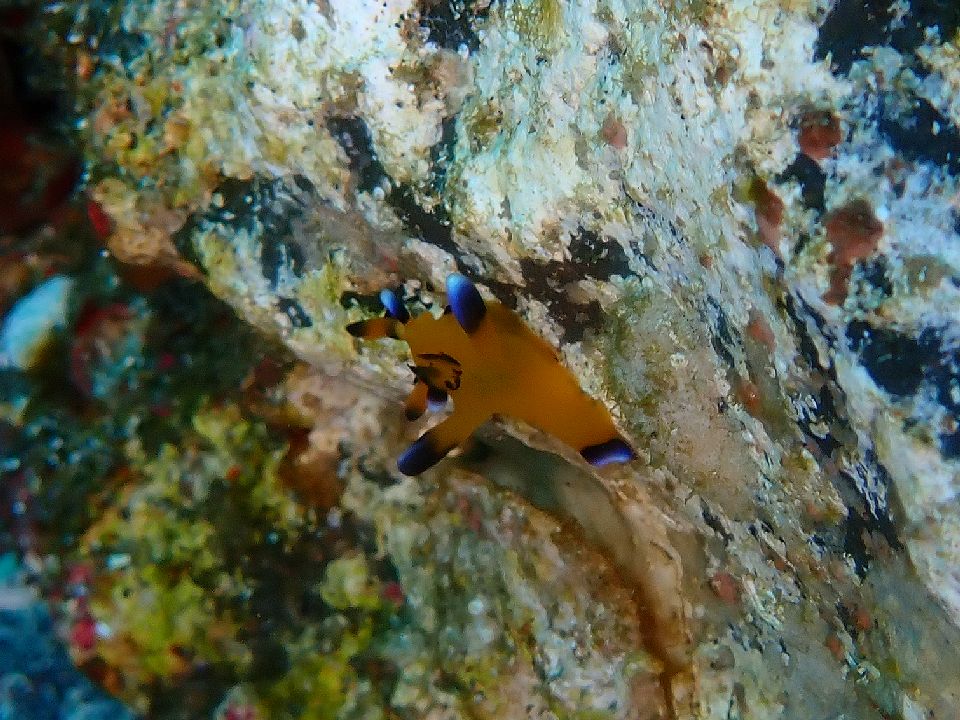 �ɓ��C�m����