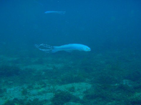 �ɓ������ʐ^�@�N���b�N�ő傫���Ȃ�܂�