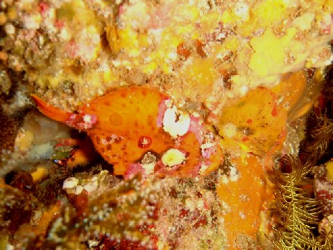 �ɓ������ʐ^�@�N���b�N�ő傫���Ȃ�܂�