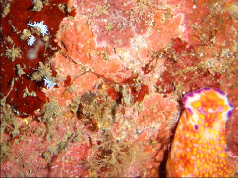 �ɓ������ʐ^�@�N���b�N�ő傫���Ȃ�܂�