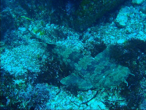 �ɓ������ʐ^�@�N���b�N�ő傫���Ȃ�܂�