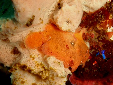 �ɓ������ʐ^�@�N���b�N�ő傫���Ȃ�܂�