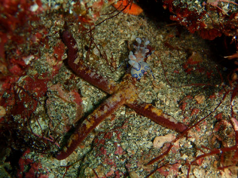 �ɓ������ʐ^�@�N���b�N�ő傫���Ȃ�܂�