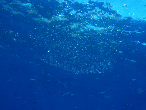 �ɓ������ʐ^�@�N���b�N�ő傫���Ȃ�܂�