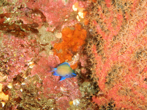 �ɓ������ʐ^�@�N���b�N�ő傫���Ȃ�܂�