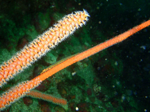 �ɓ������ʐ^�@�N���b�N�ő傫���Ȃ�܂�