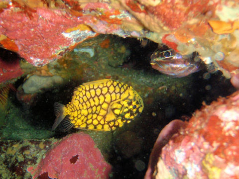 �ɓ������ʐ^�@�N���b�N�ő傫���Ȃ�܂�